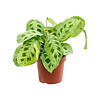 Maranta Fiesta | 12 cm pot | 40 cm hoog