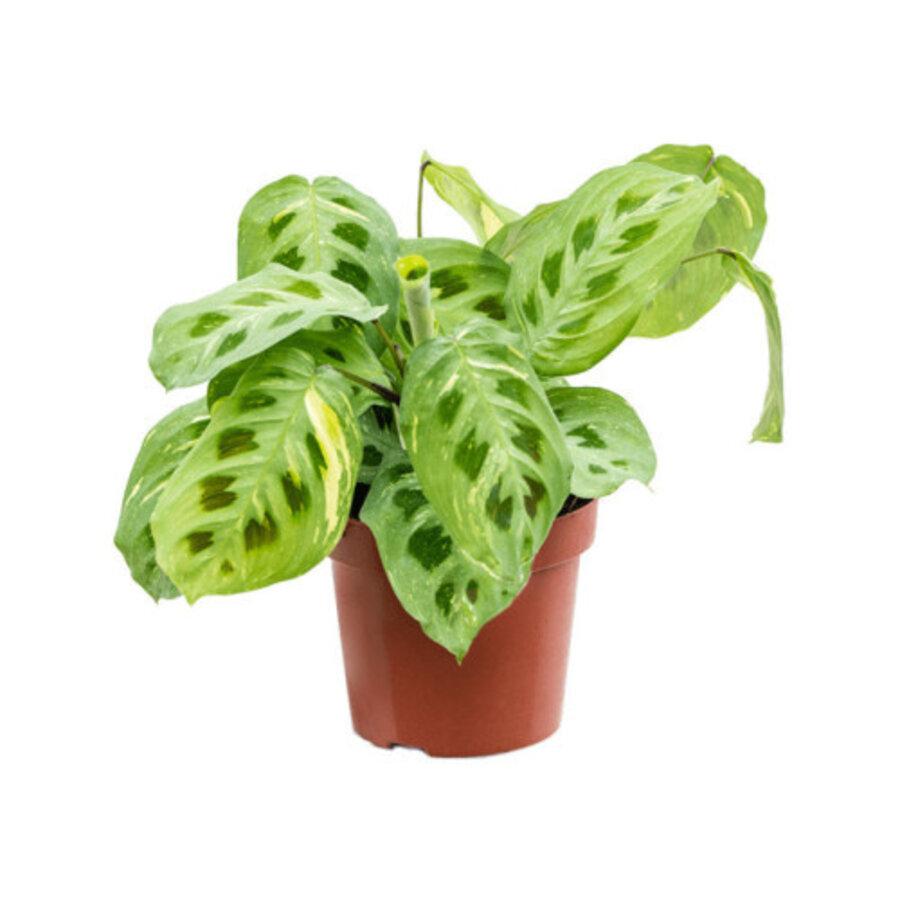 Maranta Fiesta terrariumplant en kamerplant | 12 cm pot | 40 cm hoog