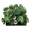Monstera mix diverse soorten | 6 cm pot | verkoop per stuk
