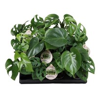 Monstera mix diverse soorten | 6 cm pot | hoogte bij levering variabel | verkoop per stuk