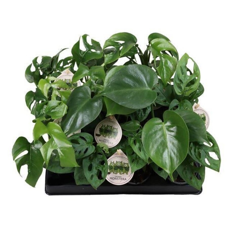 Monstera mix diverse soorten | 6 cm pot | hoogte bij levering variabel | verkoop per stuk