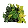 Philodendron mix | 6 cm pot | verkoop per stuk