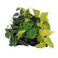 Philodendron mix diverse soorten | 6 cm pot | hoogte bij levering varieert | verkoop per stuk, bij meerdere zo veel mogelijk verschillend