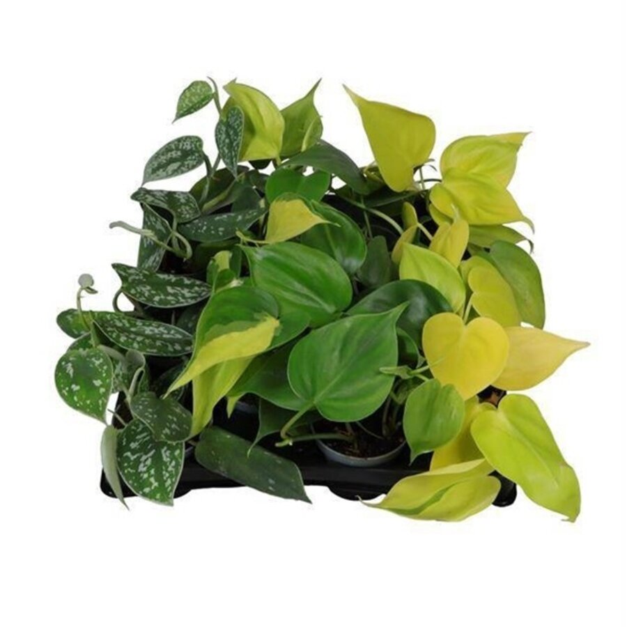 Philodendron mix diverse soorten | 6 cm pot | hoogte bij levering varieert | verkoop per stuk, bij meerdere zo veel mogelijk verschillend