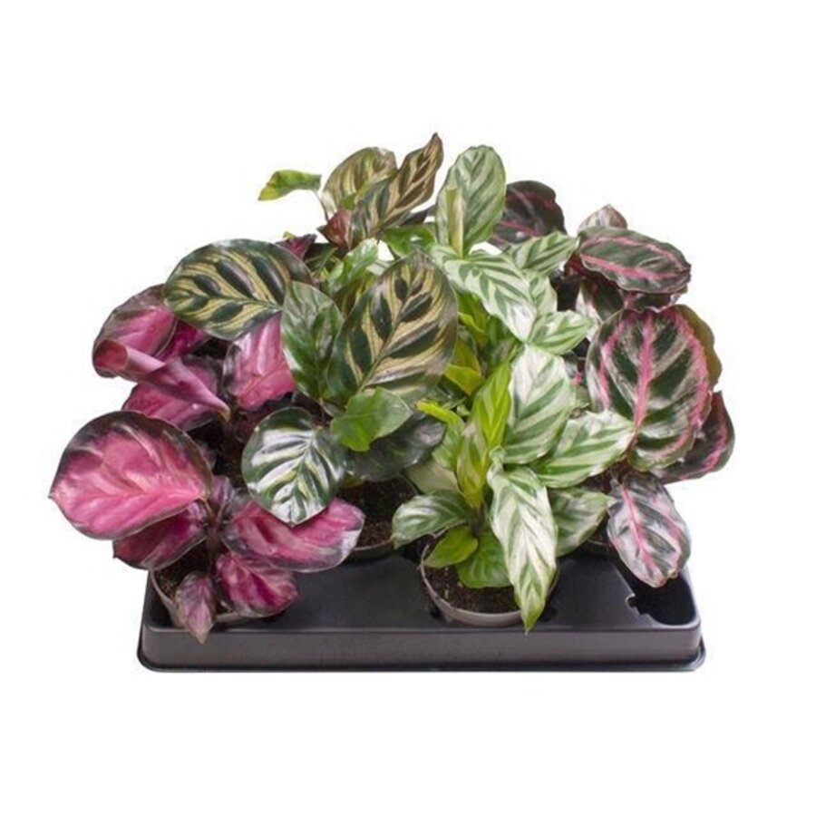 Calathea mix | 6 cm pot | diverse soorten | terrariumplant en kamerplant | verkoop per stuk