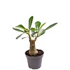 Adenium obesum | 6 cm pot | 14 cm hoog