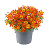 Bidens Blazing Glory | 15 cm hoog | 10 cm pot