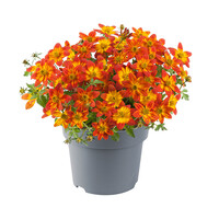 Bidens Blazing Glory (tandzaad) | 15 cm hoog | In 10 cm pot | Rijkbloeiende zomerbloeier