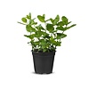 Munt plant | Mentha | 10 cm pot | ca. 10–15 cm hoog