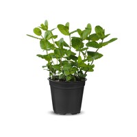 Munt plant (Mentha) | ca. 10–15 cm hoog | In 10 cm pot | Geurig keukenkruid voor tuin, balkon en terras