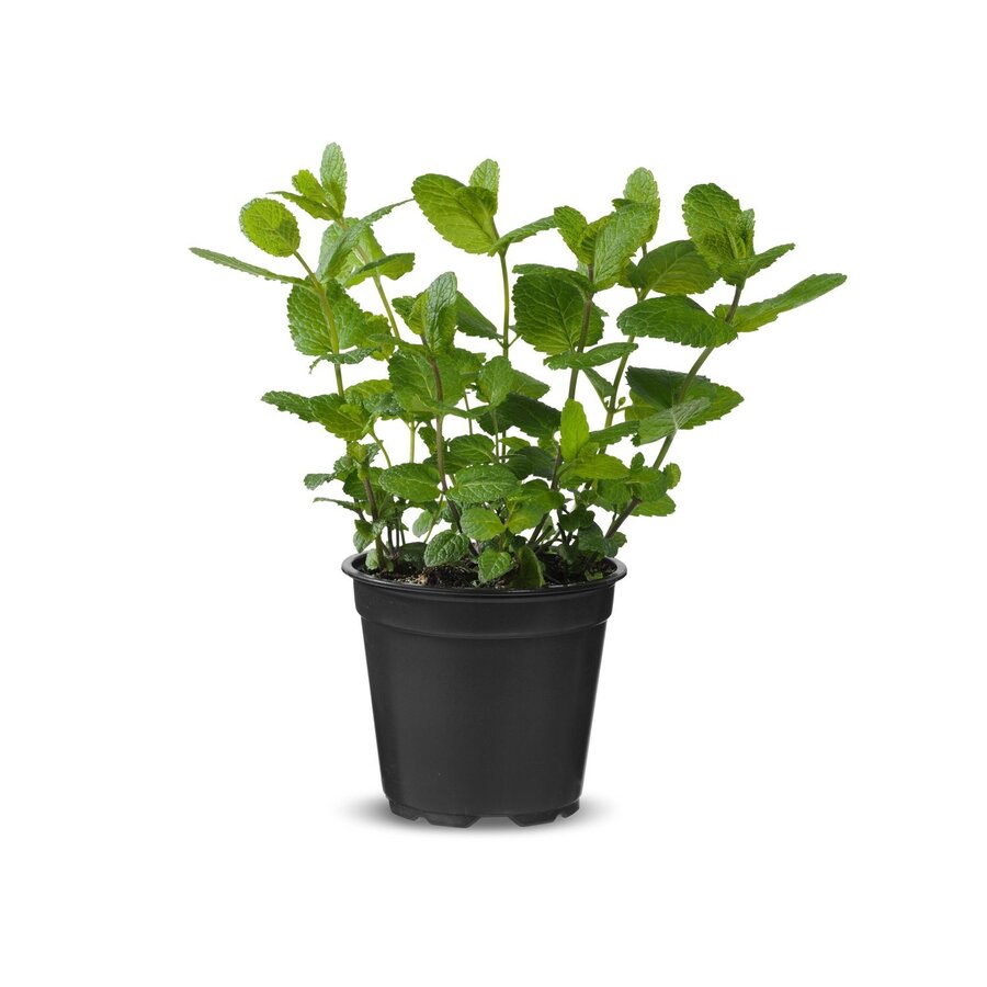 Munt plant (Mentha) | ca. 10–15 cm hoog | In 10 cm pot | Geurig keukenkruid voor tuin, balkon en terras