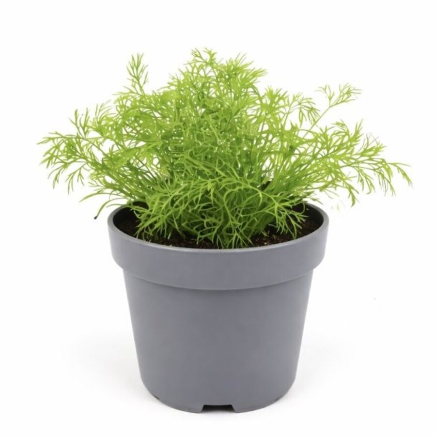 Anethum graveolens (dille) | 20 cm hoog bij levering | In 10 cm pot | Fris keukenkruid voor tuin en balkon