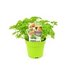 Krulpeterselie plant | 10 cm pot | ca. 12 cm hoog