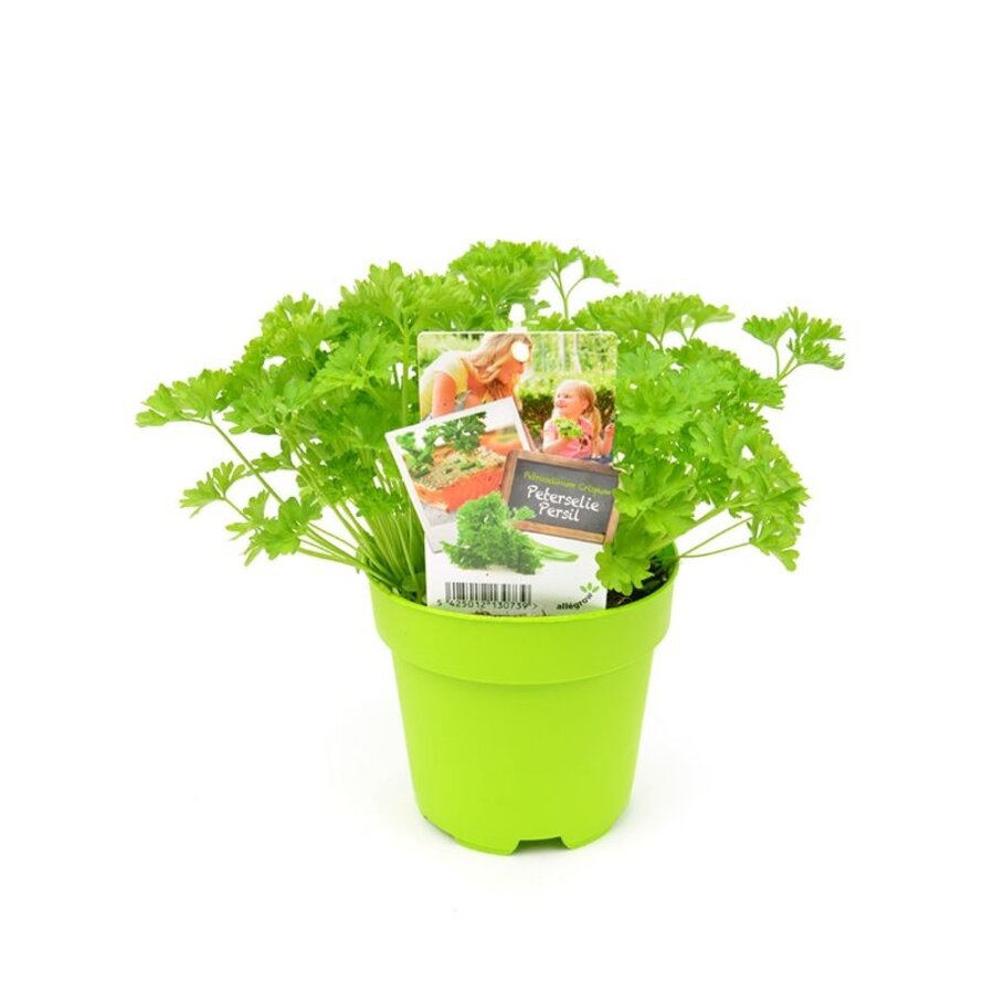 Krulpeterselie plant (Petroselinum crispum) | ca. 12 cm hoog bij levering | In 10 cm pot | Frisgroen keukenkruid voor tuin en balkon