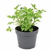 Lavas Maggiplant (Levisticum officinale) | 15 cm hoog | 10 cm pot