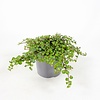 Muehlenbeckia | pot 10 cm | circa 10 cm hoog