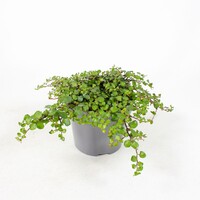 Muehlenbeckia complexa | terrariumplant en kamerplant | pot 10 cm | circa 10 cm hoog