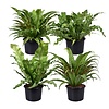 Asplenium gemengd diverse soorten | 6 cm pot | verkoop per stuk