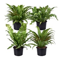Asplenium gemengd | diverse soorten in 6 cm pot | terrarium en kamerplant | verkoop per stuk