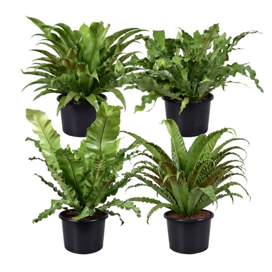 Asplenium gemengd | diverse soorten in 6 cm pot | terrarium en kamerplant | verkoop per stuk
