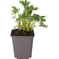 Lupinus (lupine) mix | verschillende kleuren | ca. 15–25 cm hoog bij levering | 11 cm pot | verkoop per stuk