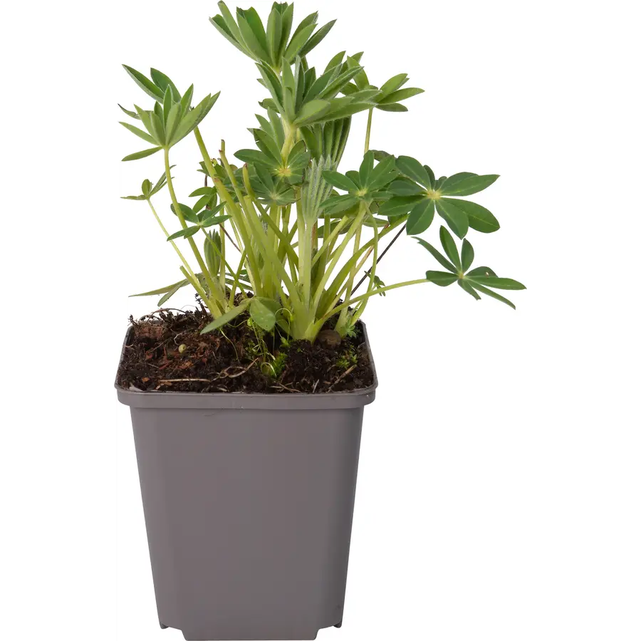 Lupinus (lupine) mix | verschillende kleuren | ca. 15–25 cm hoog bij levering | 11 cm pot | verkoop per stuk
