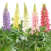 Lupinus | Lupine mix | ca. 15–25 cm hoog | 11 cm pot | per stuk