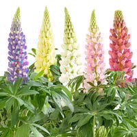 Lupinus (lupine) mix | verschillende kleuren | ca. 15–25 cm hoog bij levering | 11 cm pot | verkoop per stuk