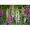 Digitalis | Vingerhoedskruid mix | diverse kleuren | 11 cm pot | verkoop per stuk