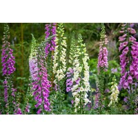 Digitalis (Vingerhoedskruid) mix | Diverse kleuren | 11 cm pot | Rijke bloei in border en pot | Per stuk