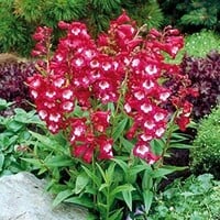 Penstemon hartwegii 'Tubular Bells' | 20 cm hoog | In 11 cm pot | Roodbloeiende vaste plant voor border en pot