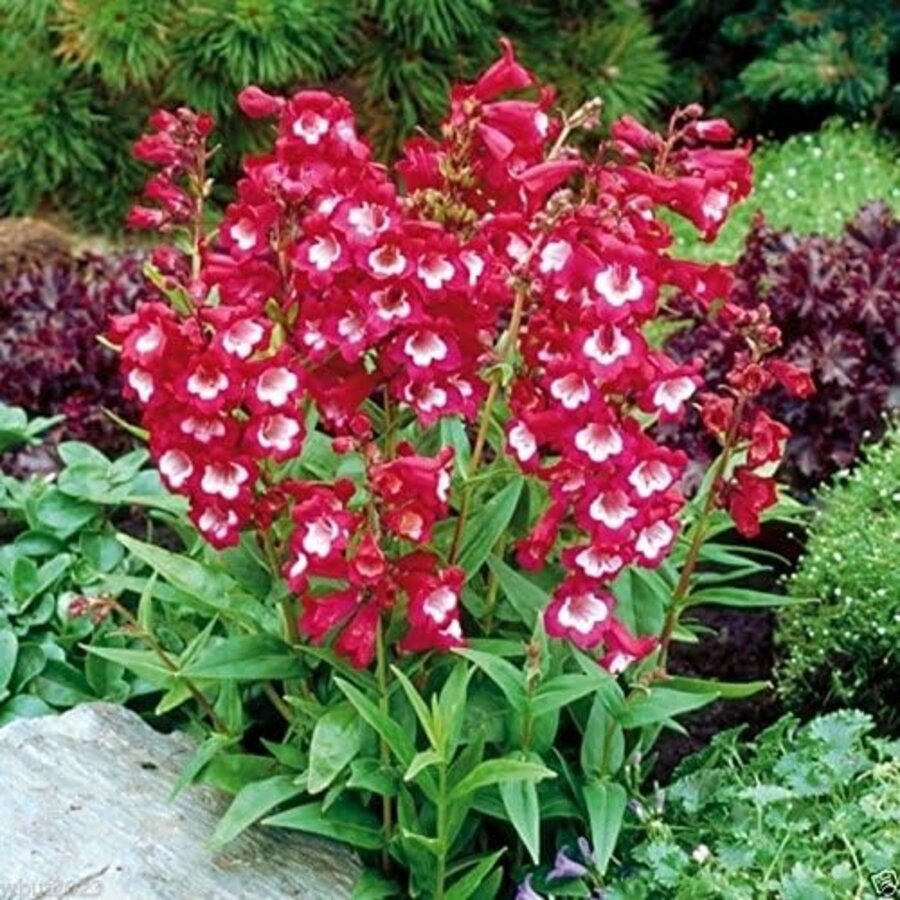 Penstemon hartwegii 'Tubular Bells' | 20 cm hoog | In 11 cm pot | Roodbloeiende vaste plant voor border en pot