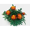 Tagetes patula 'Bonanza Harmony' | 15 cm hoog | 9 cm pot
