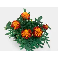 Tagetes patula 'Bonanza Harmony' (afrikaantje) | 15 cm hoog | In 9 cm pot | Rijke zomerbloei voor border en pot