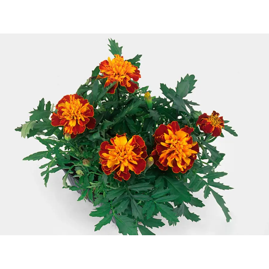Tagetes patula 'Bonanza Harmony' (afrikaantje) | 15 cm hoog | In 9 cm pot | Rijke zomerbloei voor border en pot