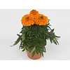 Tagetes Erecta ‘Taish Orange’ | 15 cm hoog | 9 cm pot | Per stuk