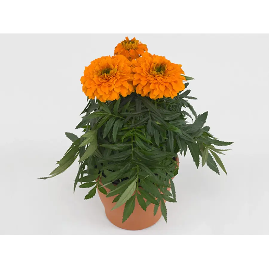Tagetes erecta ‘Taish Orange’ (afrikaantje) | Oranje bloeier | 15 cm hoog bij levering | 9 cm pot | Per stuk