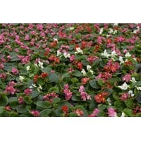 Begonia (Semperflorens) mixed | diverse kleuren | per stuk | rijkbloeiende perkplant voor border en pot