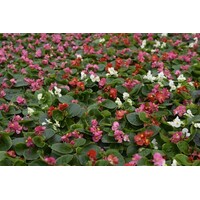 Begonia (Semperflorens) mixed | diverse kleuren | per stuk | rijkbloeiende perkplant voor border en pot