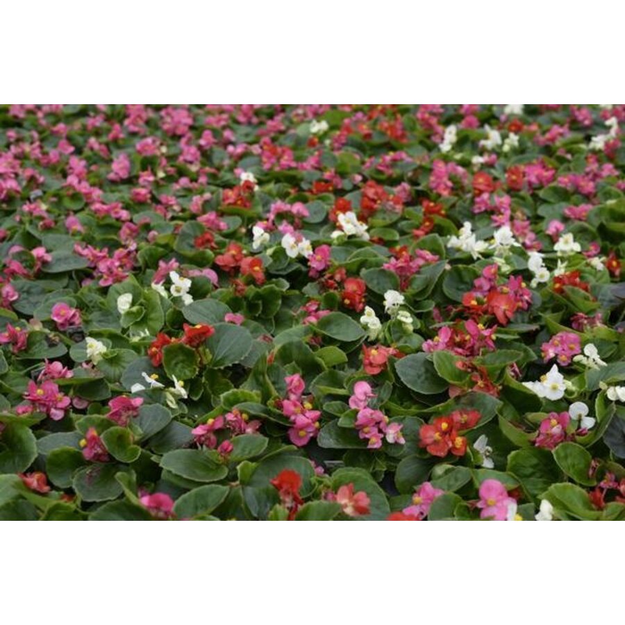 Begonia (Semperflorens) mixed | diverse kleuren | per stuk | rijkbloeiende perkplant voor border en pot