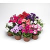 Petunia Picobella mix | 10 cm pot | ca. 15 cm hoog | per stuk