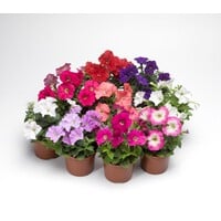 Petunia Picobella gemengde kleuren | Compacte zomerbloeier | ca. 15 cm hoog bij levering | 10 cm pot | per stuk