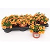 Calibrachoa mini orange evol | 15 cm hoog | 10 cm pot | Per stuk
