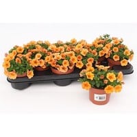 Calibrachoa mini orange evol | Oranje mini petunia voor pot en hangmand | 15 cm hoog bij levering | 10 cm pot