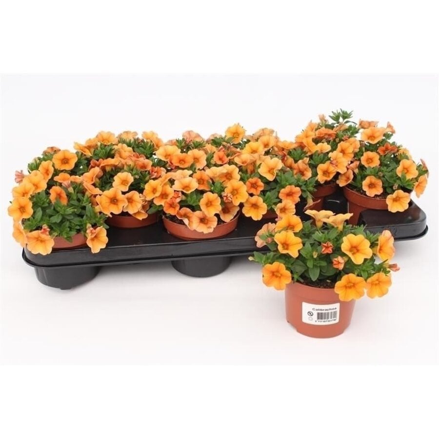 Calibrachoa mini orange evol | Oranje mini petunia voor pot en hangmand | 15 cm hoog bij levering | 10 cm pot