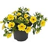 Calibrachoa mini hybride yellow | ca. 10 cm hoog | 10 cm pot