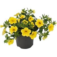 Calibrachoa mini petunia ‘Yellow’ | Rijkbloeiende mini petunia voor pot en balkon | ca. 10 cm hoog | 10 cm pot