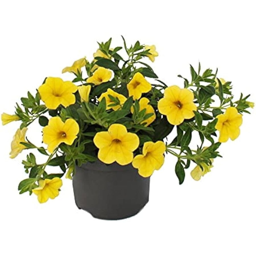 Calibrachoa mini petunia ‘Yellow’ | Rijkbloeiende mini petunia voor pot en balkon | ca. 10 cm hoog | 10 cm pot