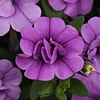 Calibrachoa MiniFamous Neo Double Amethyst | 10 cm pot | ca. 15 cm hoog
