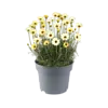 Rhodanthemum hosmariense 'Zagora Yellow' | 15 cm hoog | 12 cm pot